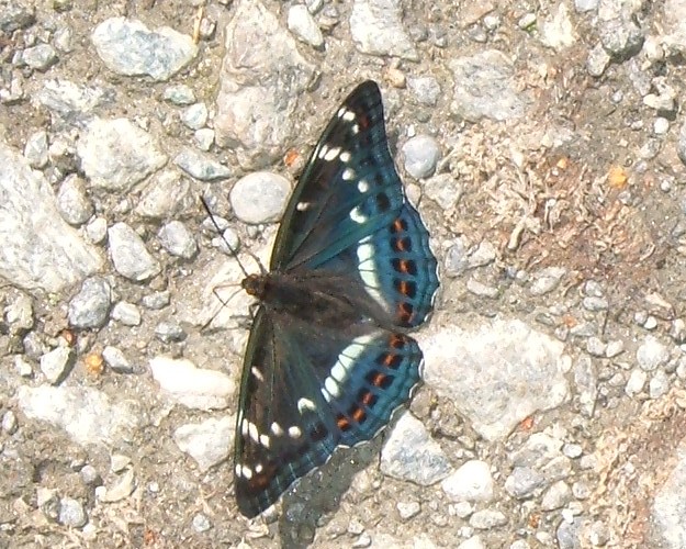 Spettacolo della natura: Limenitis populi